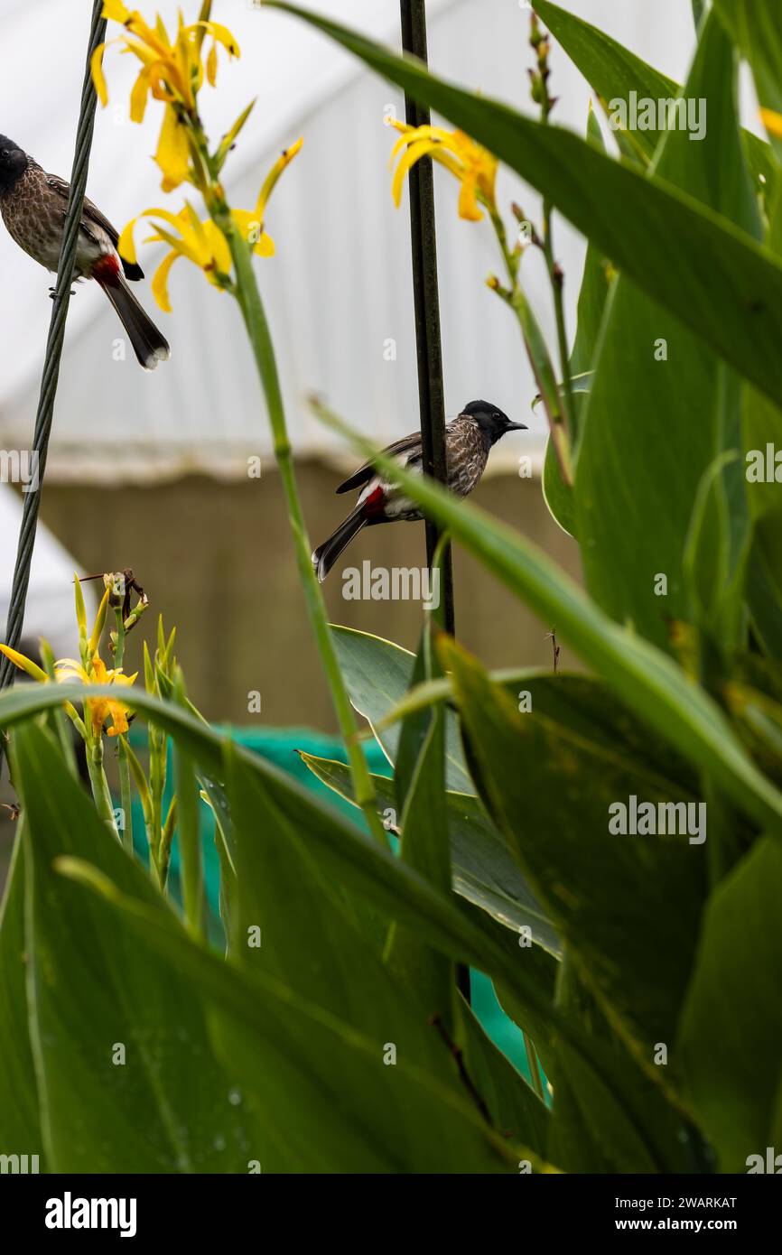 Rot belüfteter Bulbul oder Pycnonotus cafer in Sri Lanka Stockfoto