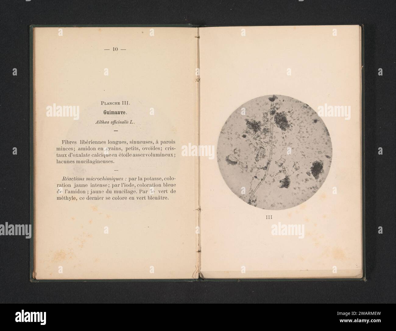 Mikroskopische Darstellung von Heemst, Léon Herlant, ca. 1891 - in oder vor 1896 photomechanisches Druckpapier Kollotypmikroskop (+ wissenschaftliche Forschung) Stockfoto