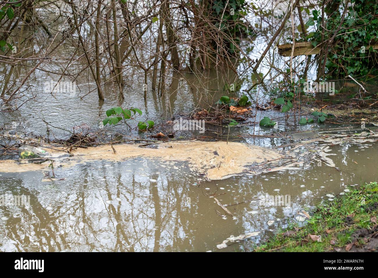 Old Windsor, Großbritannien. Januar 2024. Abwasser auf der Themse in Old Windsor. Seit dem 4. Januar wurden Regenwasser aus der Themse, einschließlich Abwasser aus ihren Windsor-Kläranlagen, über 53 Stunden lang abgeleitet. Der Wasserstand steigt in der Themse in Old Windsor, Berkshire. Die Themse hat ihre Ufer geplatzt und für die am nächsten an der Themse gelegenen Immobilien ist eine Hochwasserwarnung vorhanden. Quelle: Maureen McLean/Alamy Live News Stockfoto