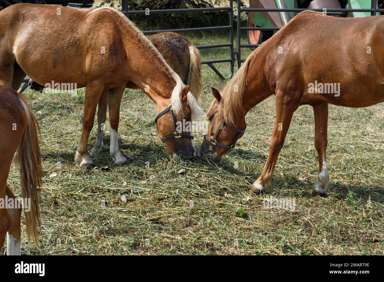 Pferde in Corral essen Strohhalm zusammen - draußen Stockfoto