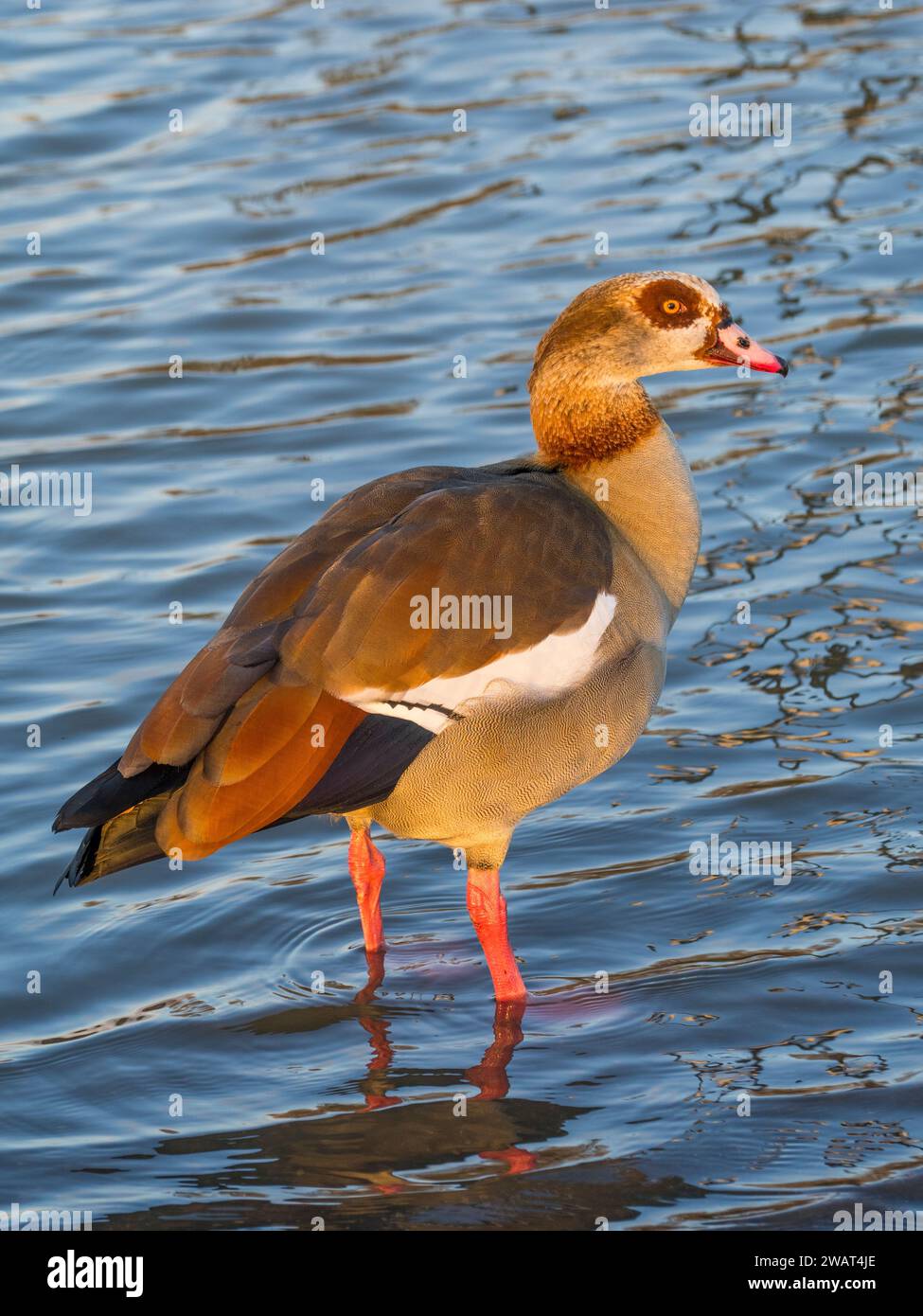 Ägyptische Gans (Alopochen aegyptiaca), auf überflutetem Land, Christchurch Meadows, Caversham, Reading, Berkshire, England, Großbritannien, GB. Stockfoto