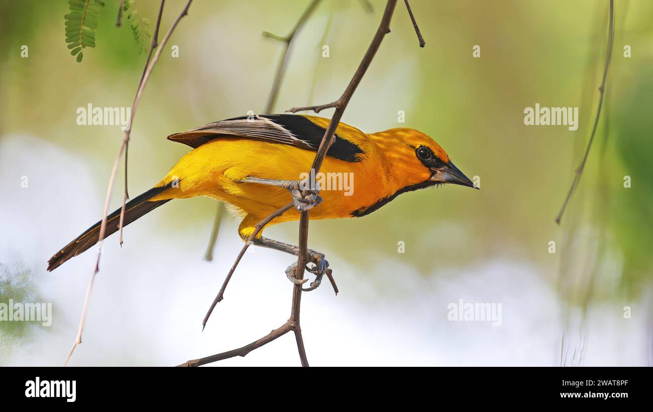 Gelber oriole, tropischer Vogel Kolumbiens Stockfoto