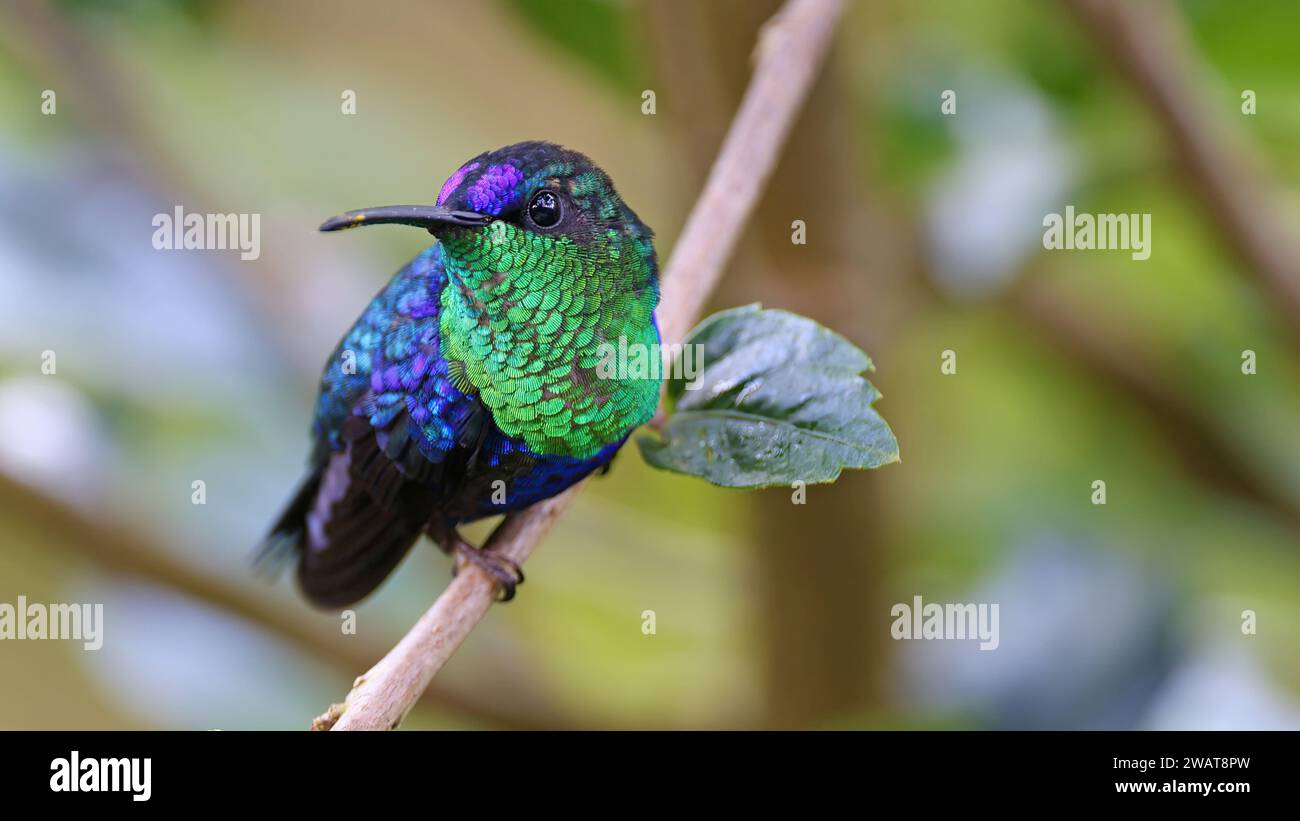 Gekrönte Holznymphe, farbenfroher Kolibri von Kolumbien Stockfoto