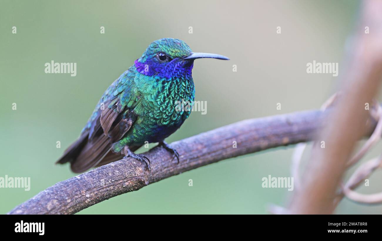 Funkelndes Violett, farbenfroher Kolibri von Kolumbien Stockfoto