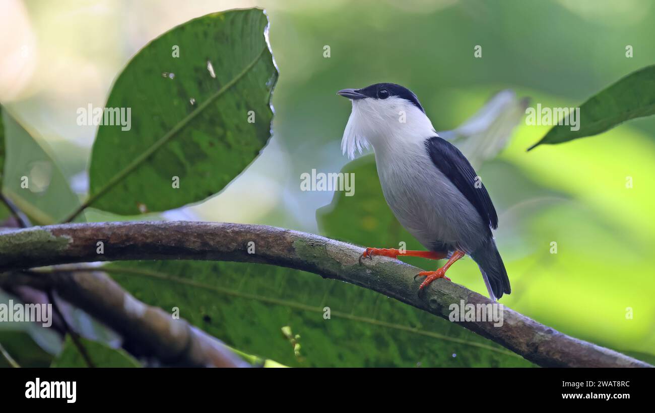 Weißbärtige Manakine, tropischer Vogel Kolumbiens Stockfoto