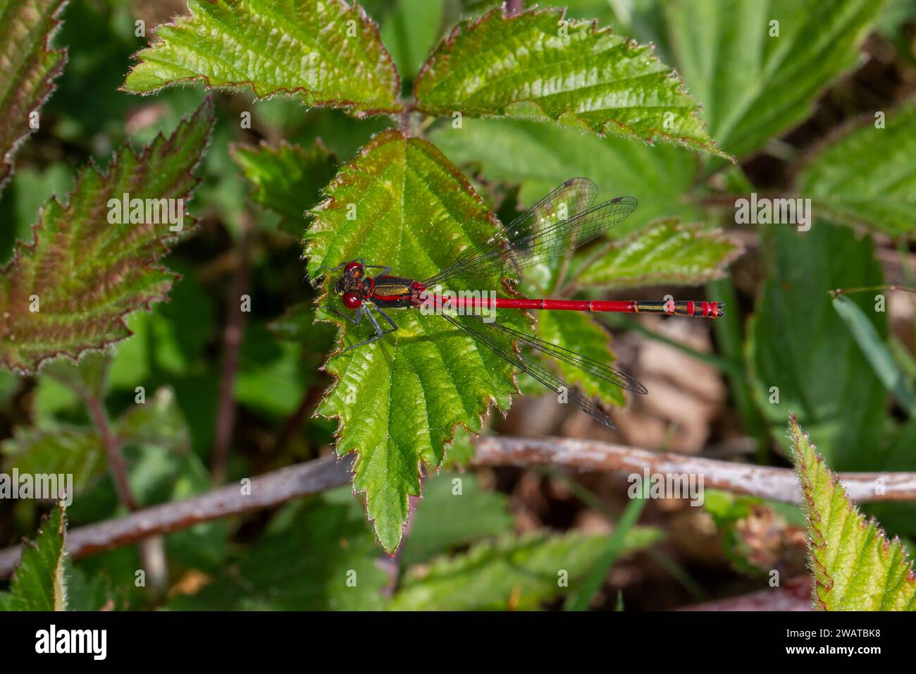 Große rote Damselfliege auf Laub Stockfoto