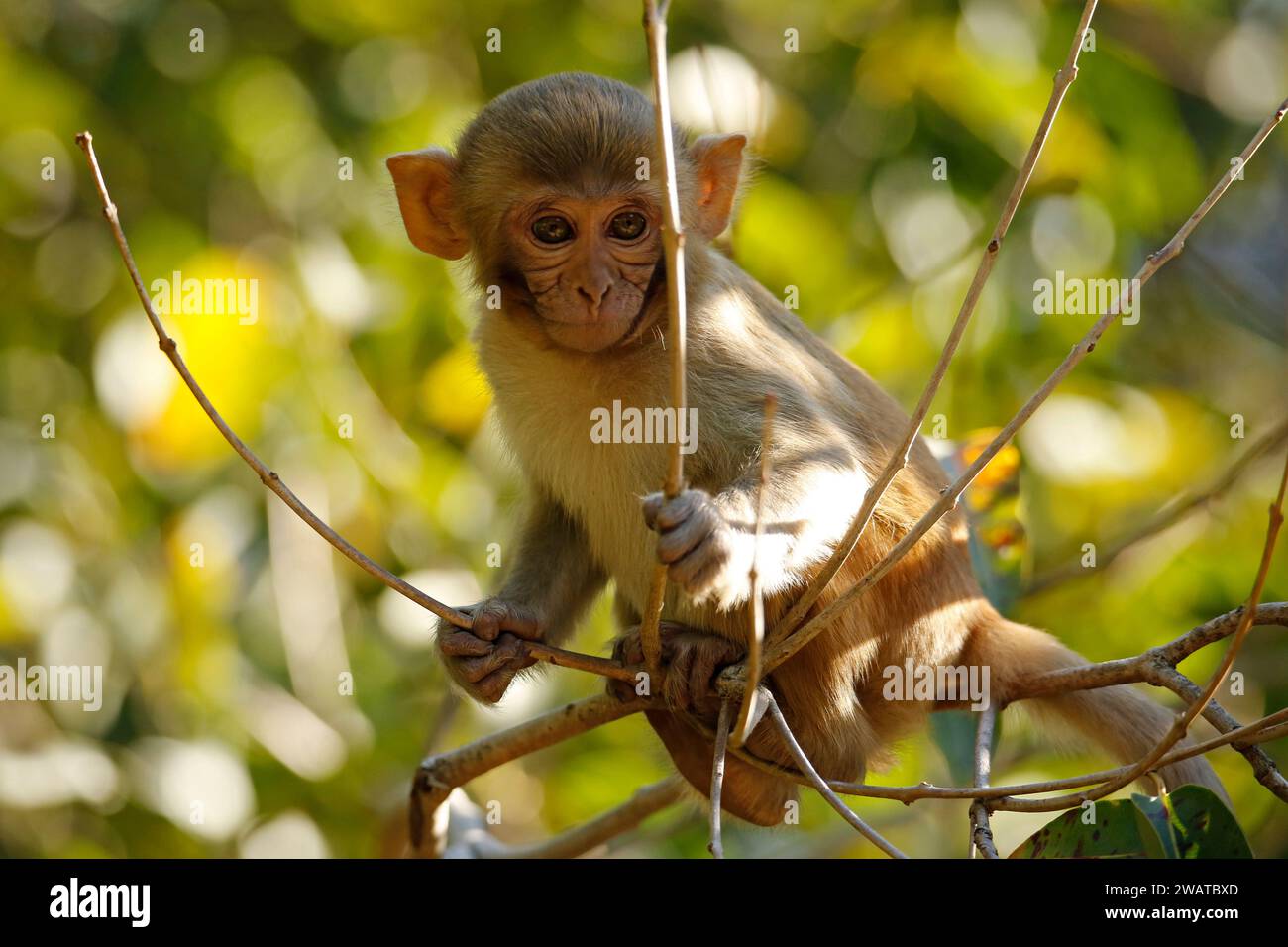 Rhesus-Makaken-Baby (Macaca mulatta). Jim Corbett National Park, Indien Stockfoto