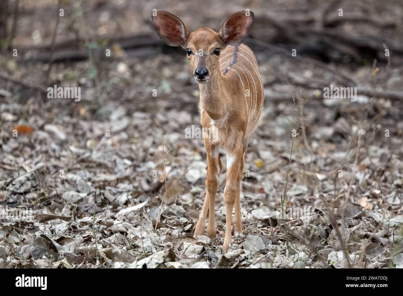Nyala, Kleinkind, Majete Wildlife Reserve, Malawi Stockfoto