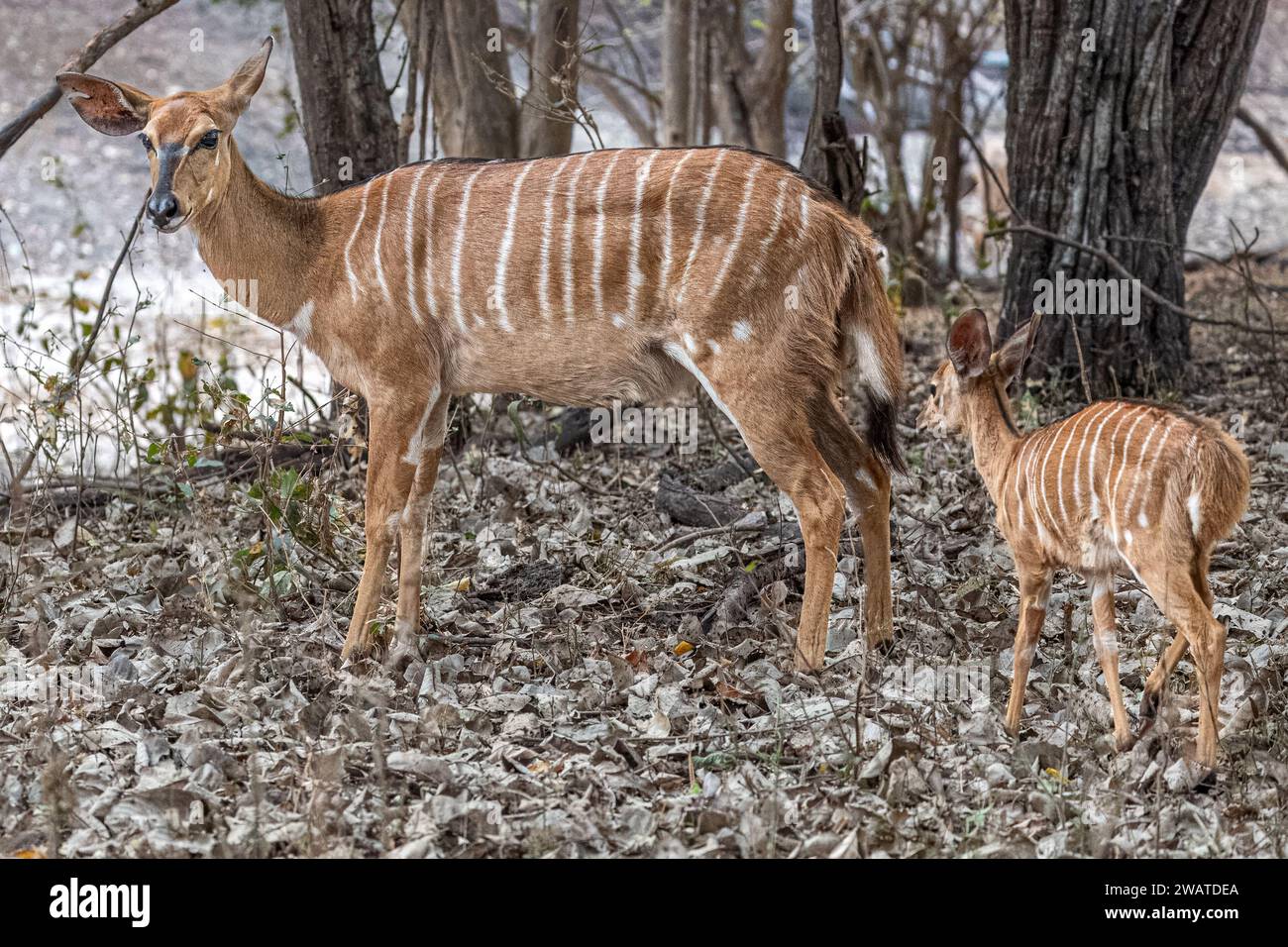 Nyala, Mutter mit Kind, Majete Wildlife Reserve, Malawi Stockfoto