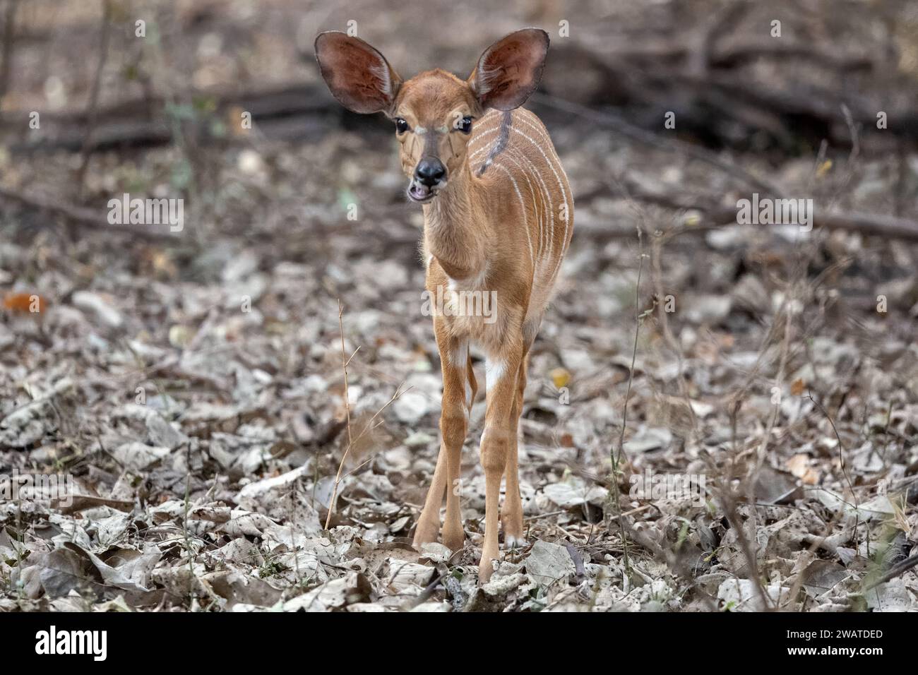 Nyala, Kleinkind, Majete Wildlife Reserve, Malawi Stockfoto