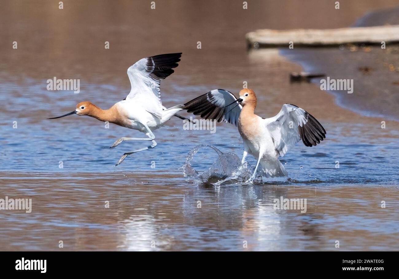 Ein aufregender amerikanischer Avocet jagt einen Rivalen während der Brutsaison aus seinem Territorium. Stockfoto