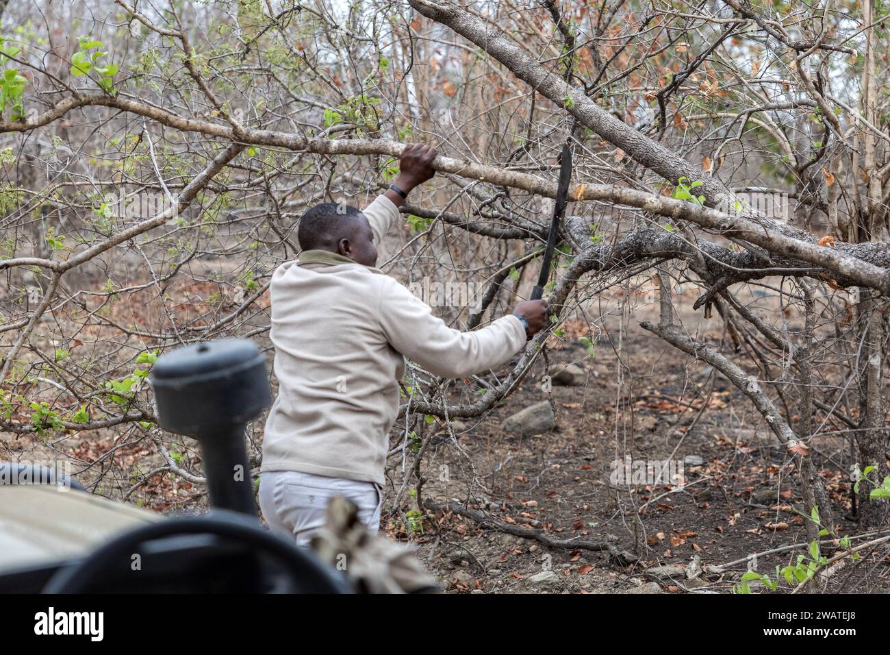 Die Spur von umgestürzten Bäumen durch Elefanten, mit Machete, Majete Wildlife Reserve, Malawi Stockfoto