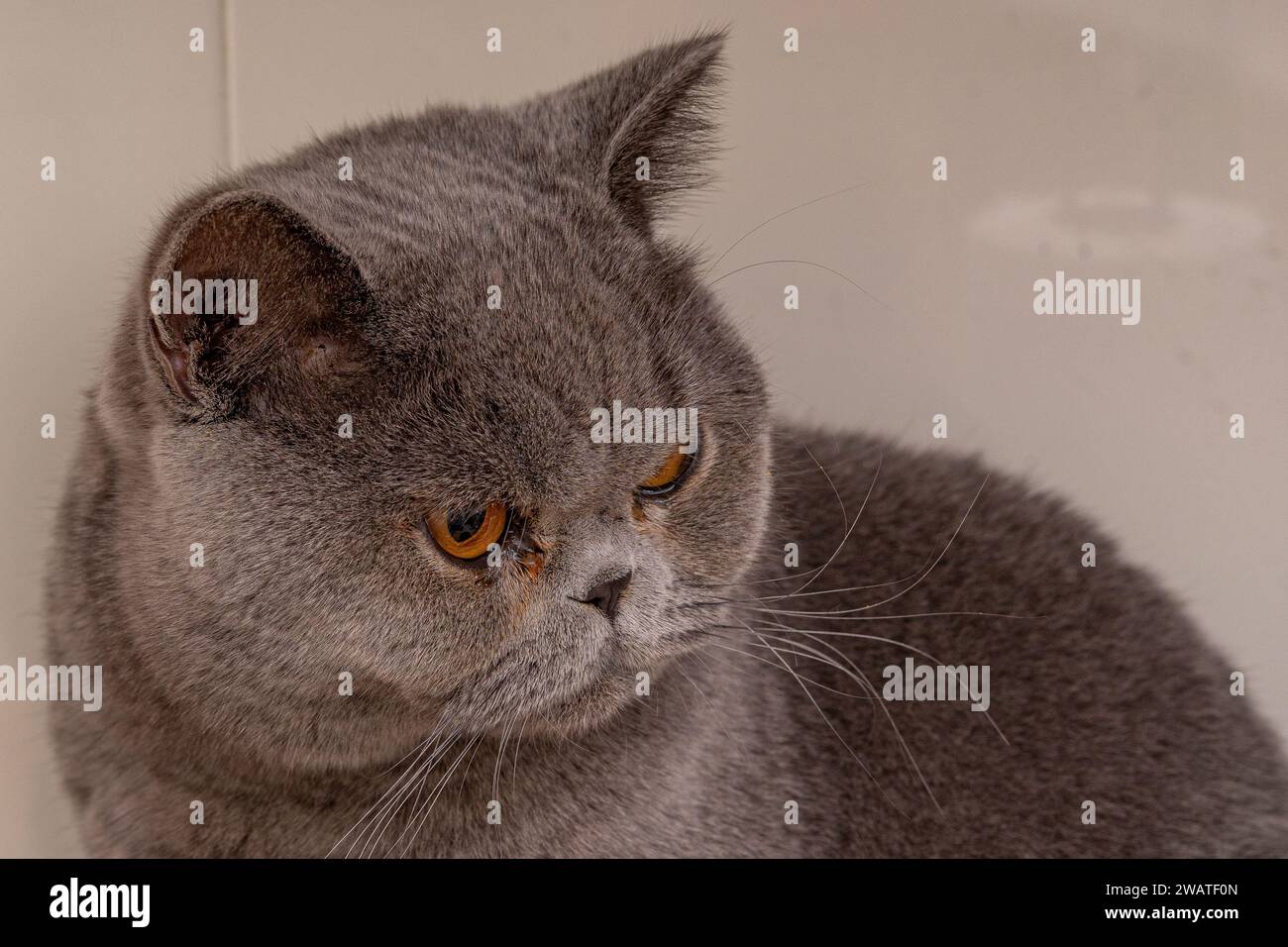 Kopf einer grauen Katze mit Honigaugen, die zur Seite schauen, britische Shortair-Rasse. Stockfoto