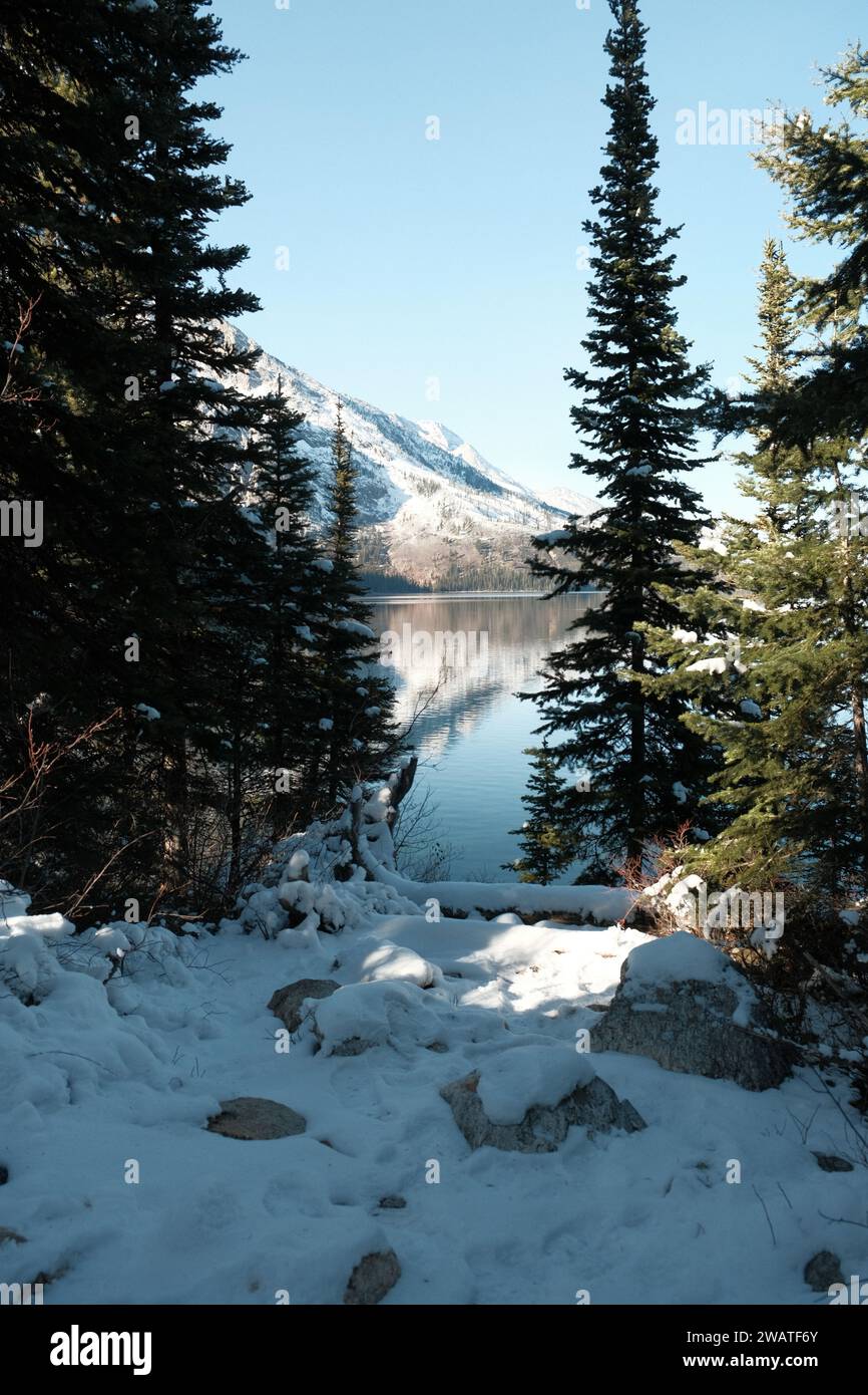Der Teton-Nationalpark in Wyoming liegt in den Bäumen des Jenny Lake Stockfoto