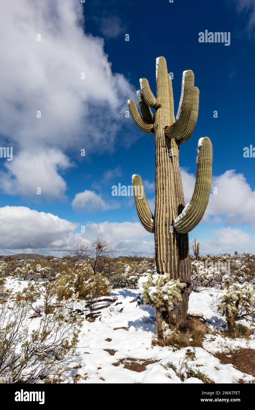 Saguaro-Kaktus im Schnee in der Wüste bei Tucson, Arizona Stockfoto