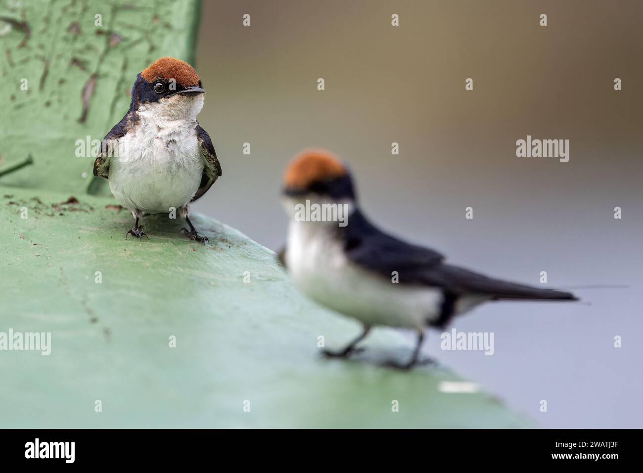Drahtseilschwalbe am Bug des Bootes, Fluss Shire, Liwonde Nationalpark, Malawi Stockfoto