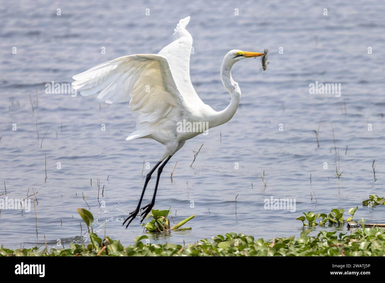 Großer Weißreiher, Fang von Fischen zwischen Wasserhyazinthen, Fluss Shire, Liwonde Nationalpark, Malawi Stockfoto