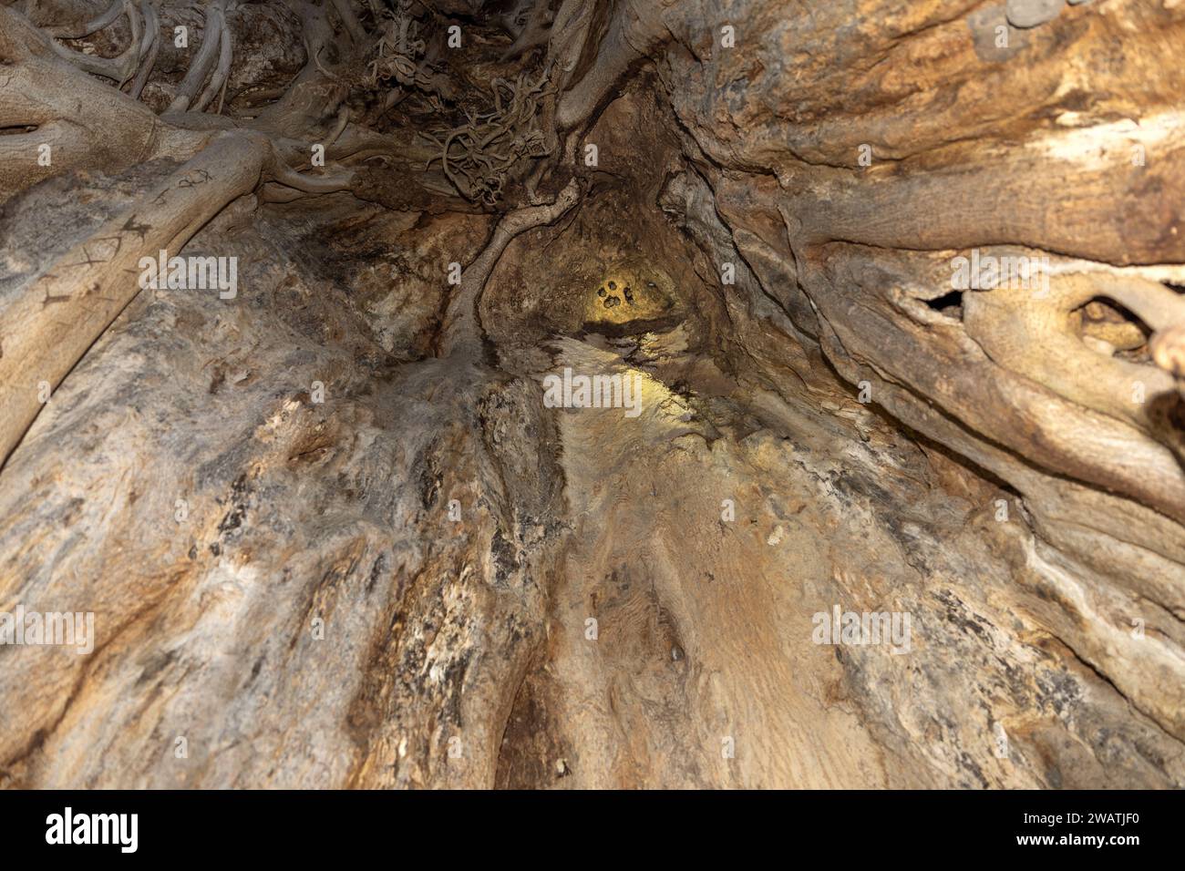 Großohrige, geschlitzte Fledermäuse, Nycteris macrotis, Kolonie, Schlafplatz, im Inneren des verfallenen Baobab von Strangler-Feige, Liwonde-Nationalpark, Malawi Stockfoto