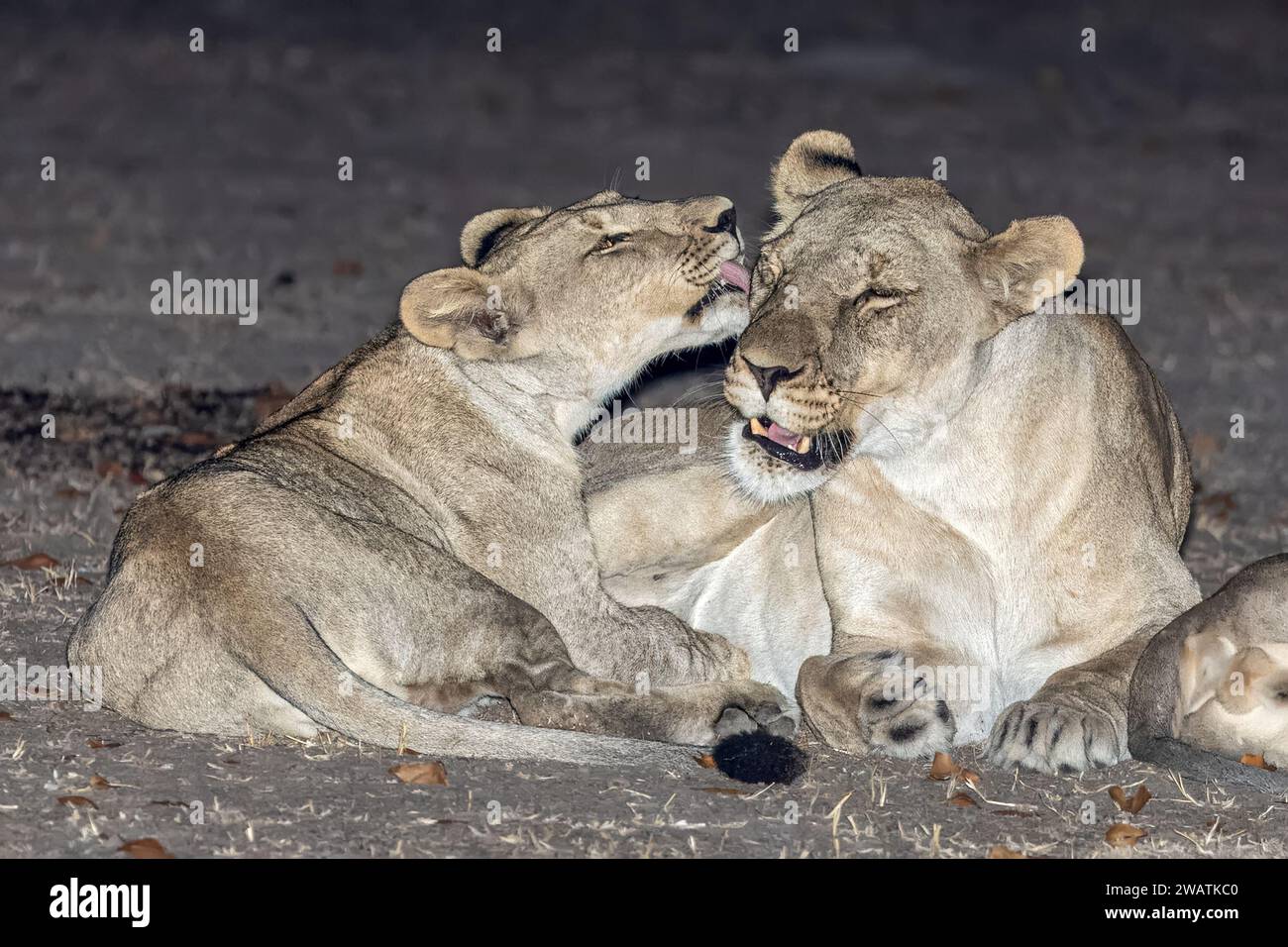 Löwin mit Jungtier, Liwonde Nationalpark, Malawi Stockfoto