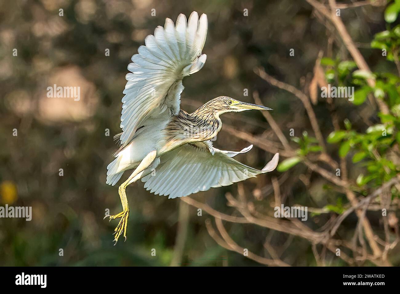 Squacco Heron, Lagune vor dem Shire River, Liwonde National Park, Malawi Stockfoto