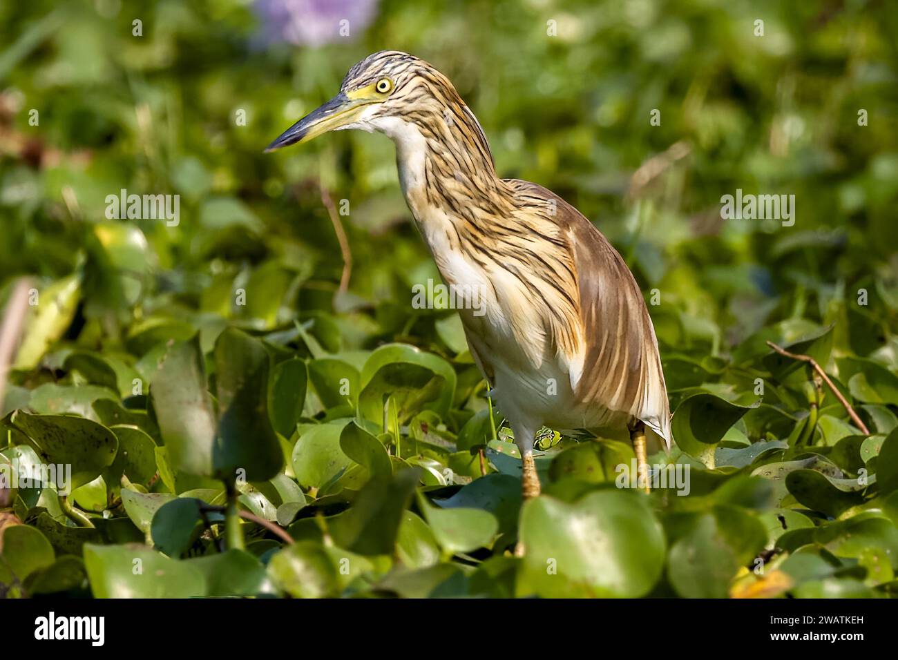 Squacco Reiher, Wasserhyazinthe, Lagune vor dem Shire River, Liwonde National Park, Malawi Stockfoto