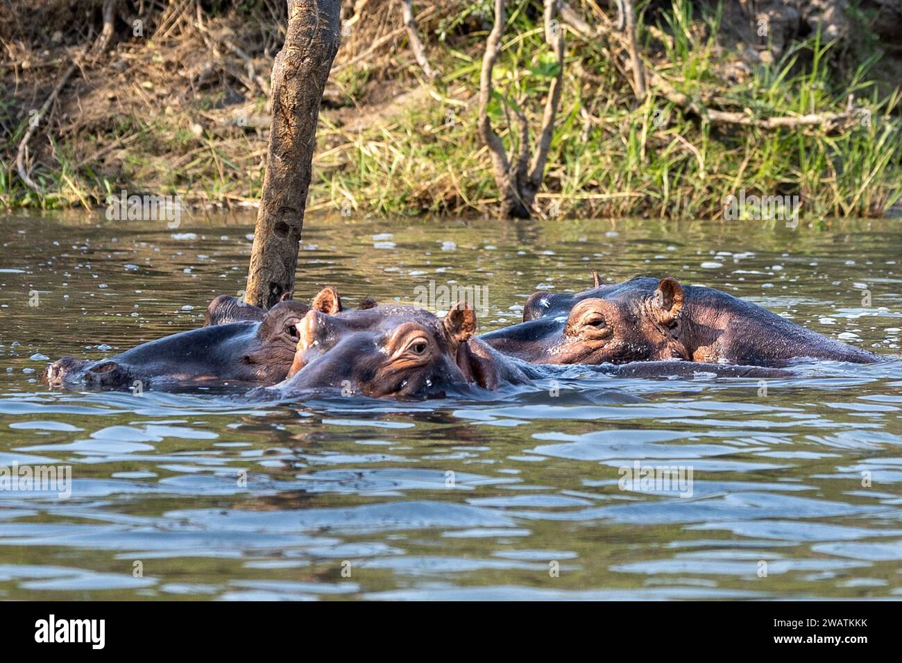 Hippopotamuskapsel, Shire River, Liwonde National Park, Malawi Stockfoto