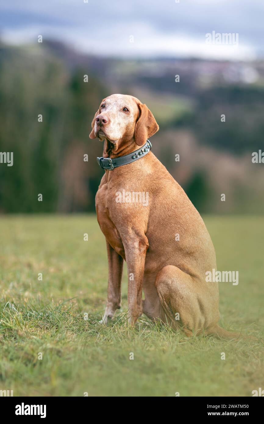 Ein älterer Magyar Vizsla Hund draußen Stockfoto