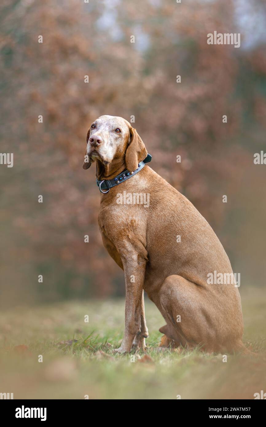 Ein älterer Magyar Vizsla Hund draußen Stockfoto