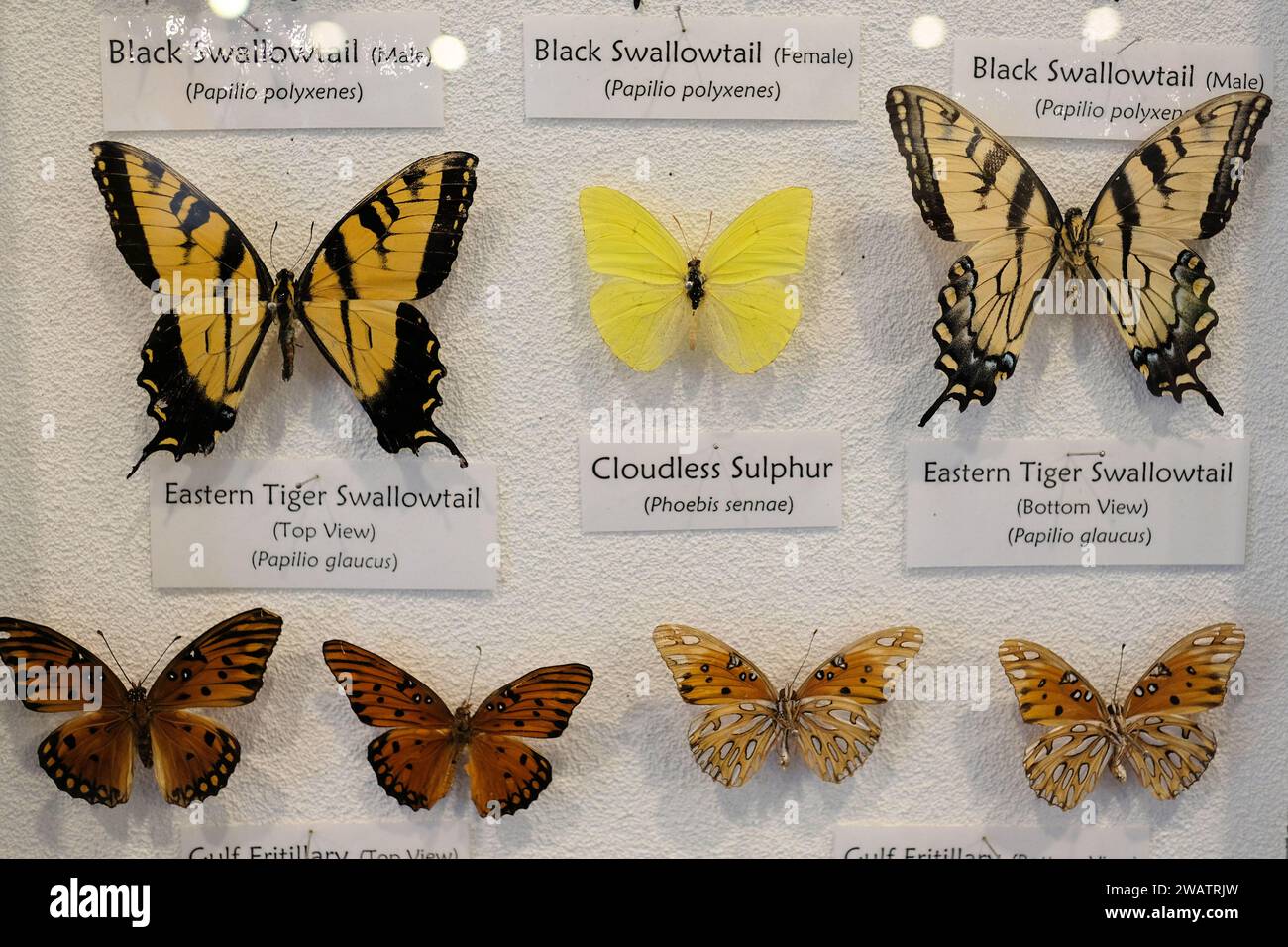 Nahaufnahme einer verschiedenen Schmetterlingskollektion in einer Glasvitrine mit gängigen und lateinischen Namensschildern; Eastern Tiger Swallowtail, Cloudless Sulphur. Stockfoto