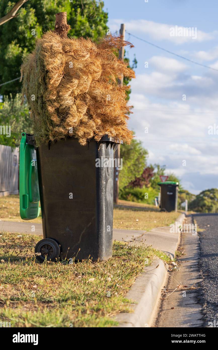 Ein toter Weihnachtsbaum verwandelte sich in einen grünen Abfalleimer auf einem Bürgersteig am Campbell's Creek in Central Victoria, Australien Stockfoto