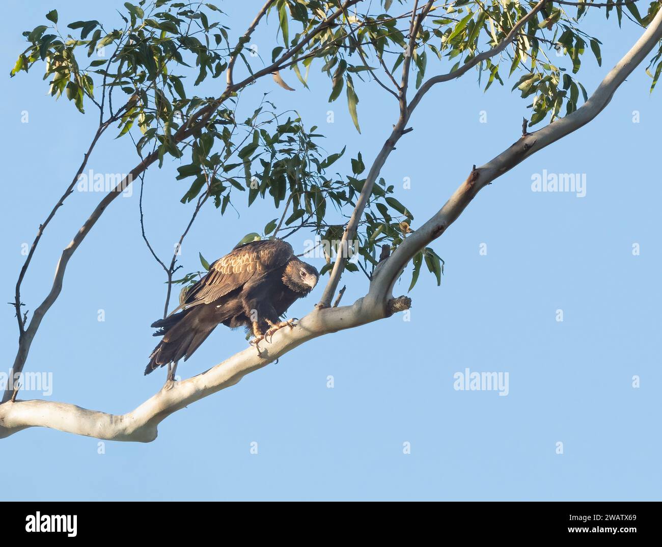 Der Keilschwanzadler (Aquila audax) ist der größte Raubvogel auf dem australischen Kontinent. Stockfoto