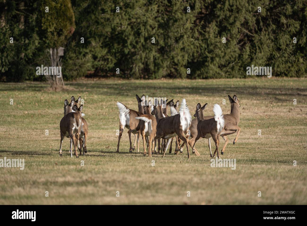 Große Herde von Weißschwanzhirschen (Odocoileus virginianus), die auf dem Feld im Berks County, Pennsylvania, unterwegs sind Stockfoto
