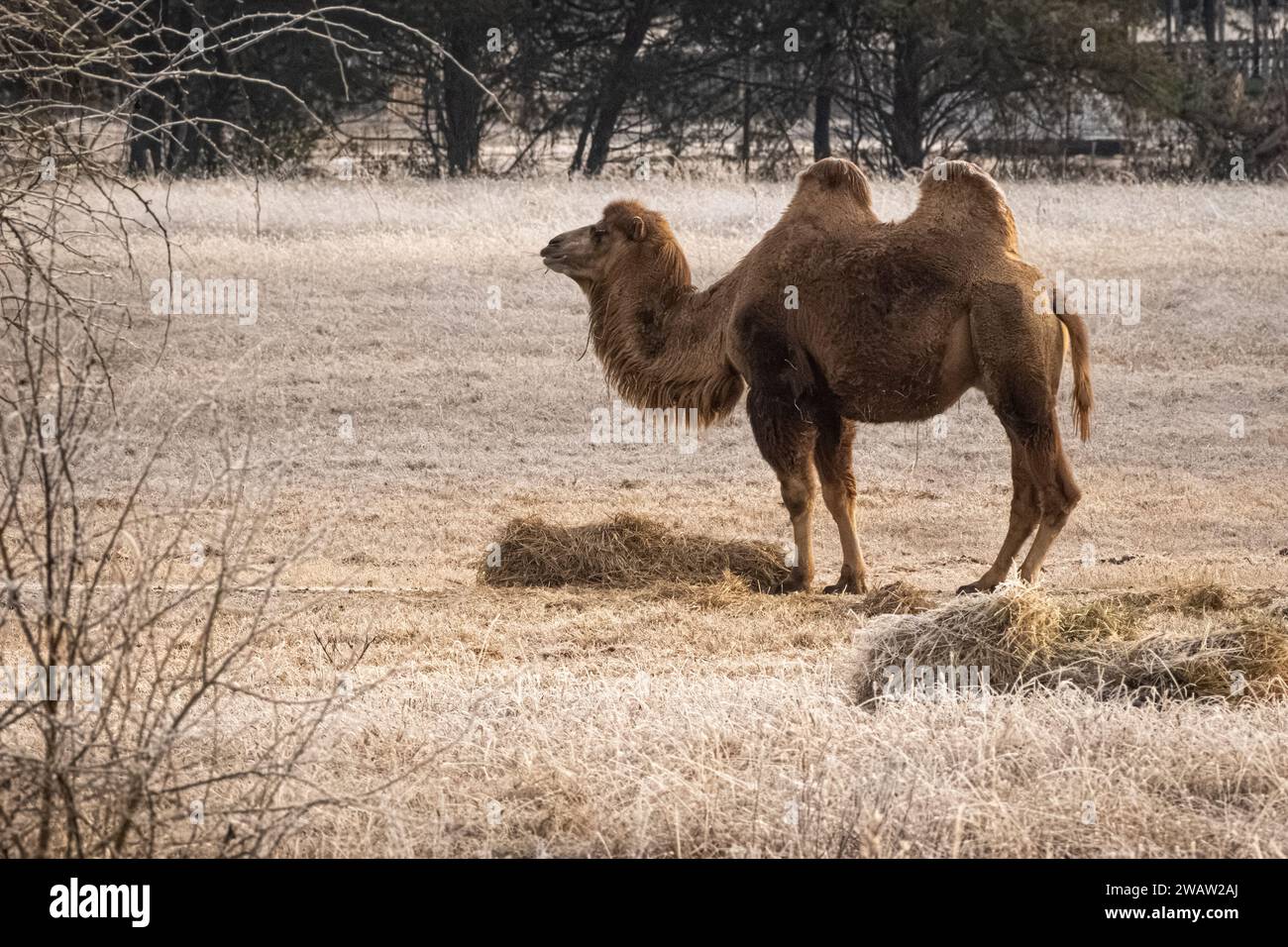 Baktrisches Kamel (Camelus bactrianus) im Tupelo Buffalo Park und Zoo in Tupelo, Mississippi. (USA) Stockfoto