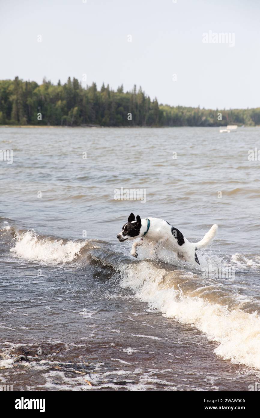 Schwarz-weißer Hund, der in den Wellen springt Stockfoto
