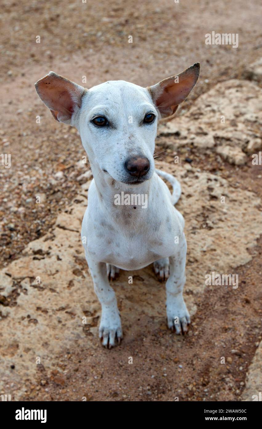 Ein Straßenhund am Keerimali Spring in der Region Jaffna im Norden Sri Lankas. Obdachlose Hunde sind ein großes Problem in Sri Lanka. Stockfoto
