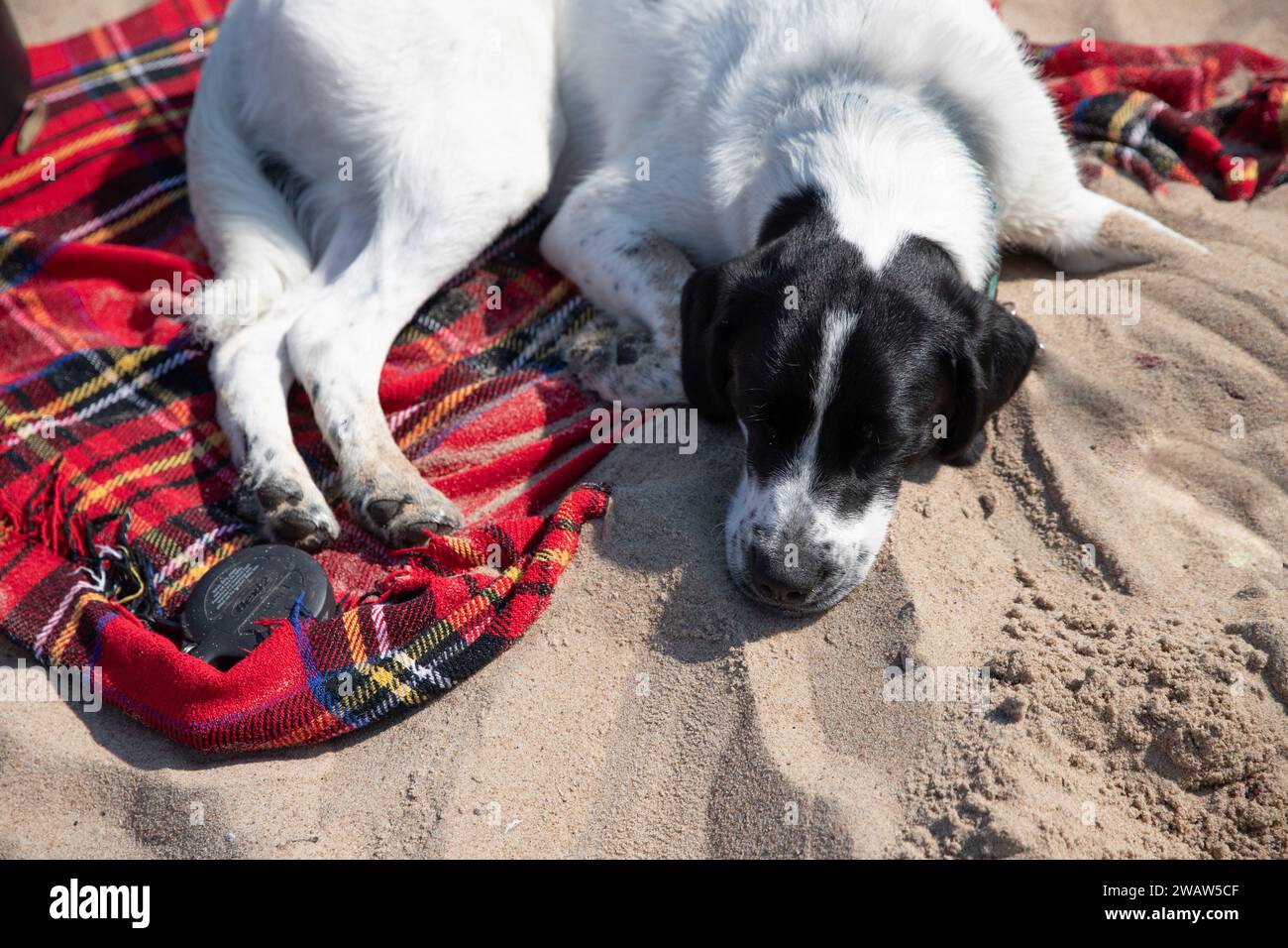 Hund schläft auf einer karierten Stranddecke Stockfoto