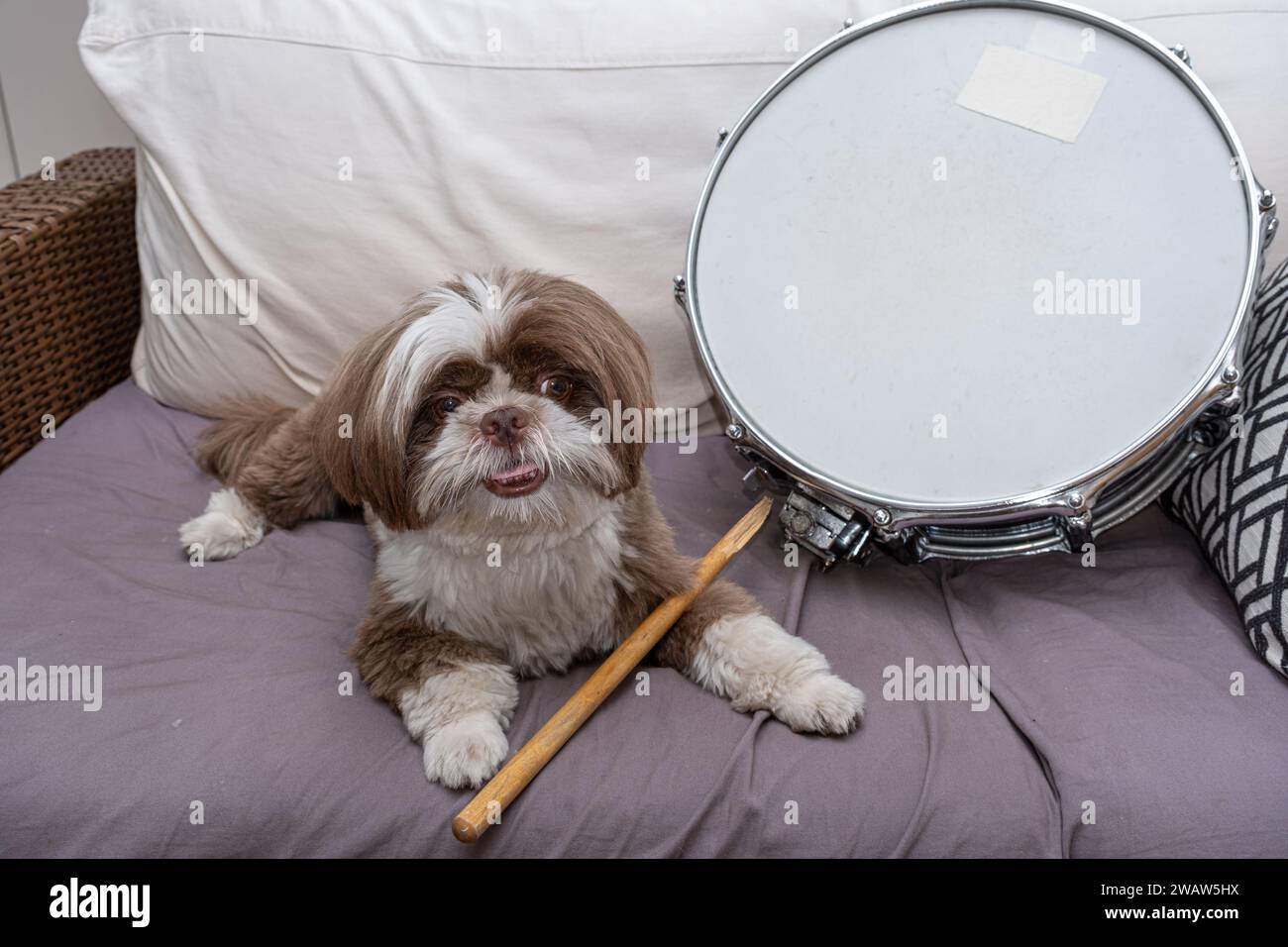 2 Jahre alter Shih Tzu mit einer Zunge vor einem Schlagstock und einer Metallschnalle 3. Stockfoto