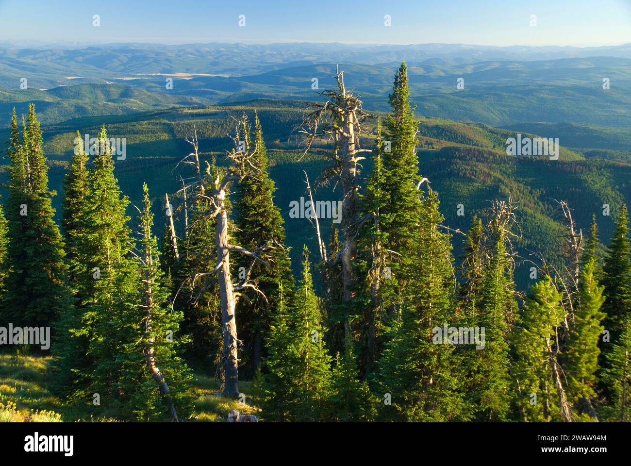 Wald am Morrell Mountain, Lolo National Forest, Montana Stockfoto