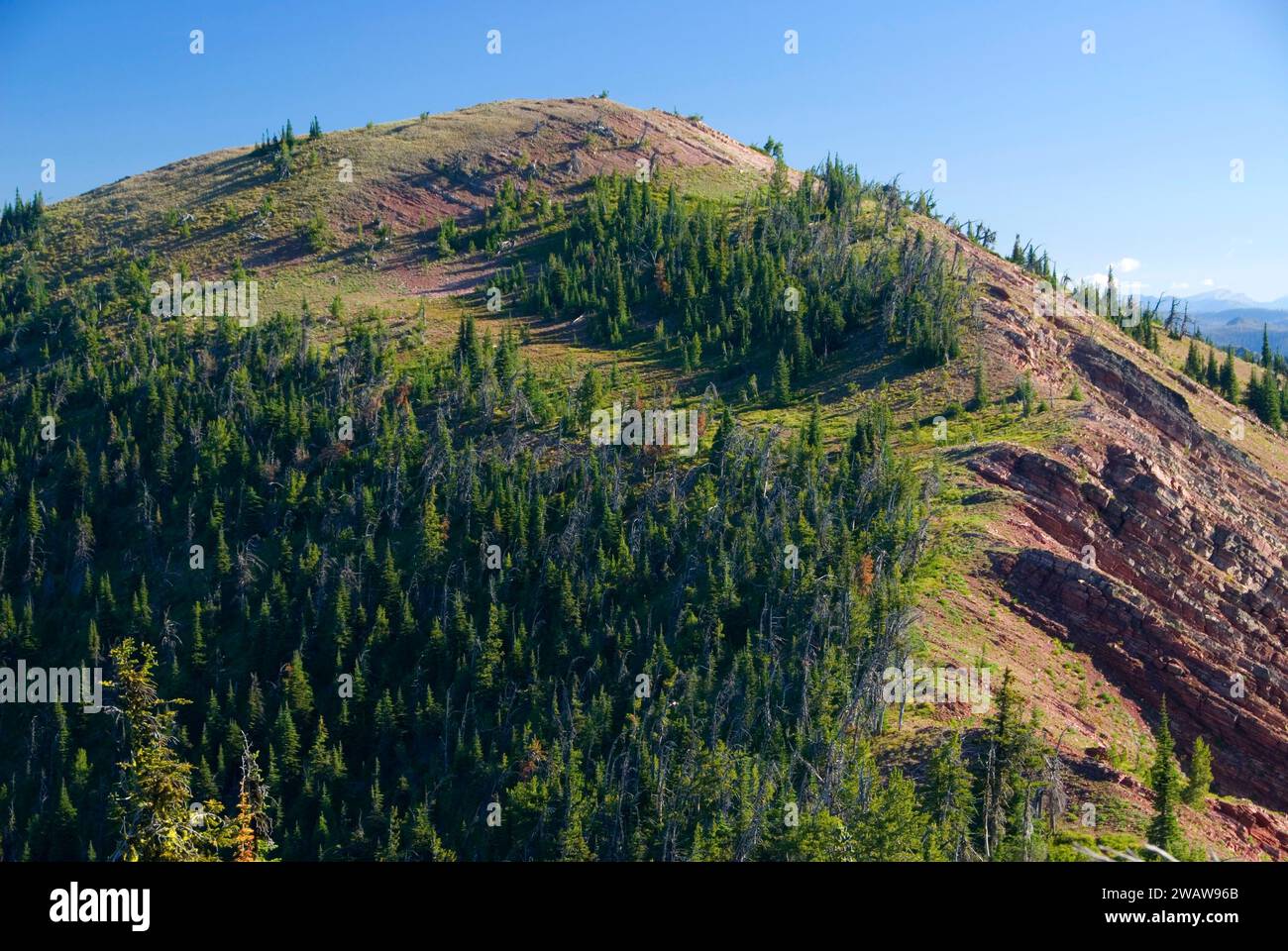 Morrell Mountain, Lolo National Forest, Montana Stockfoto