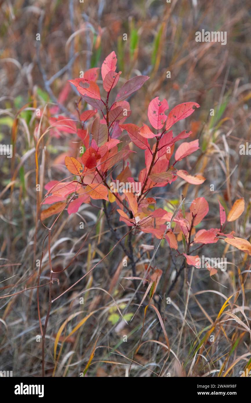 Kleiner Baum ändert seine Farbe Stockfoto