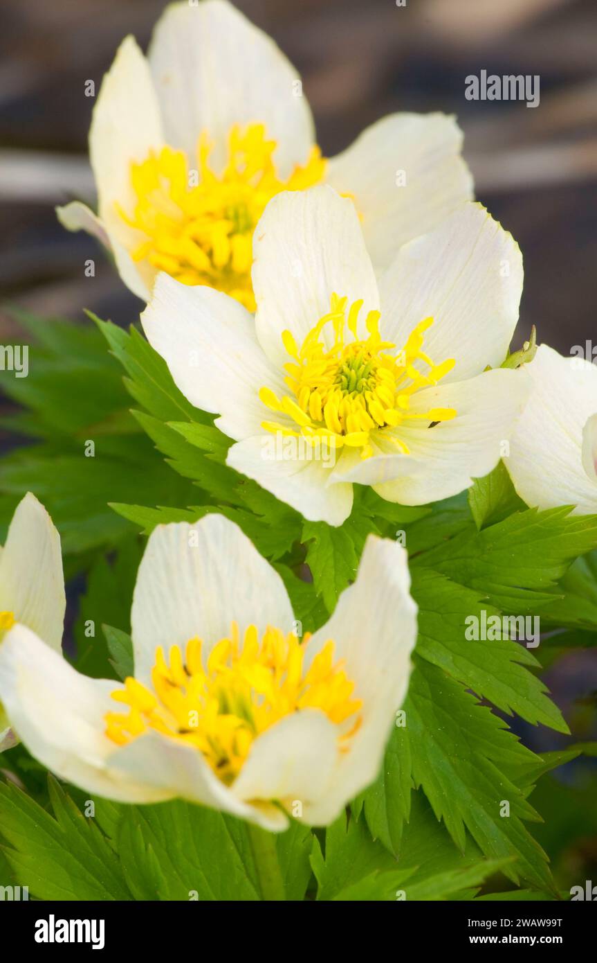 Marsh Marigold entlang Cliff Lake Trail, Lolo National Forest in Montana Stockfoto
