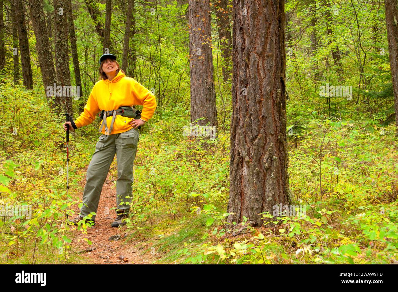 Cascade Falls Trail (Iron Mountain Road), St Regis-Paradies Scenic Byway, Lolo National Forest, Montana Stockfoto