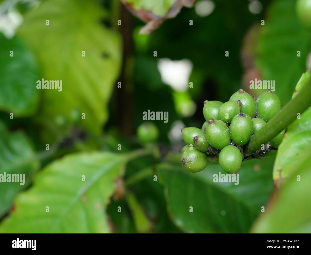 Rohe und reife grüne Kaffeekirschbohnen auf einer Baumplantage in Thailand Stockfoto