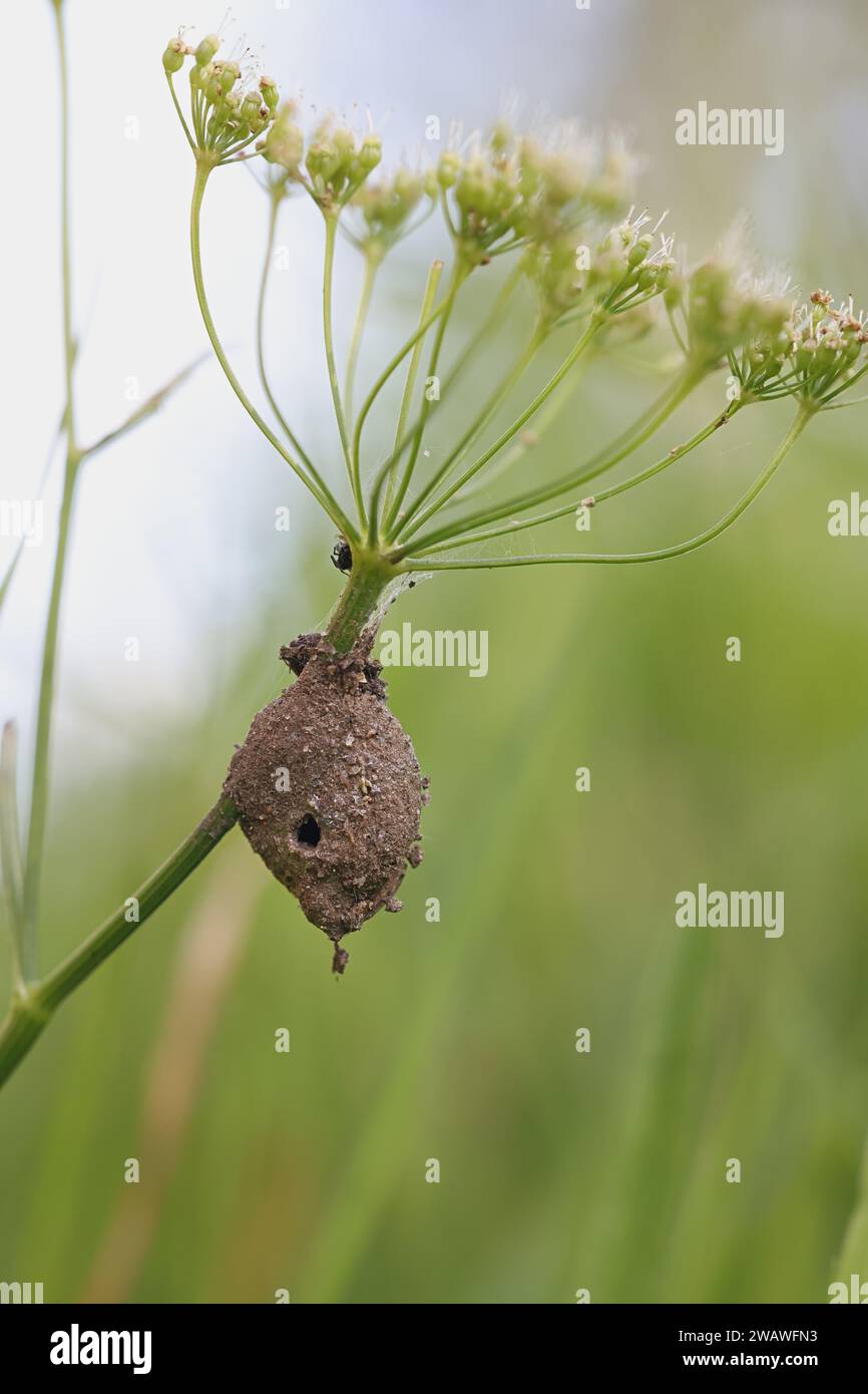 Eiersack oder Kokon von Agroeca brunnea, einer Liokranidenspinne aus Finnland Stockfoto