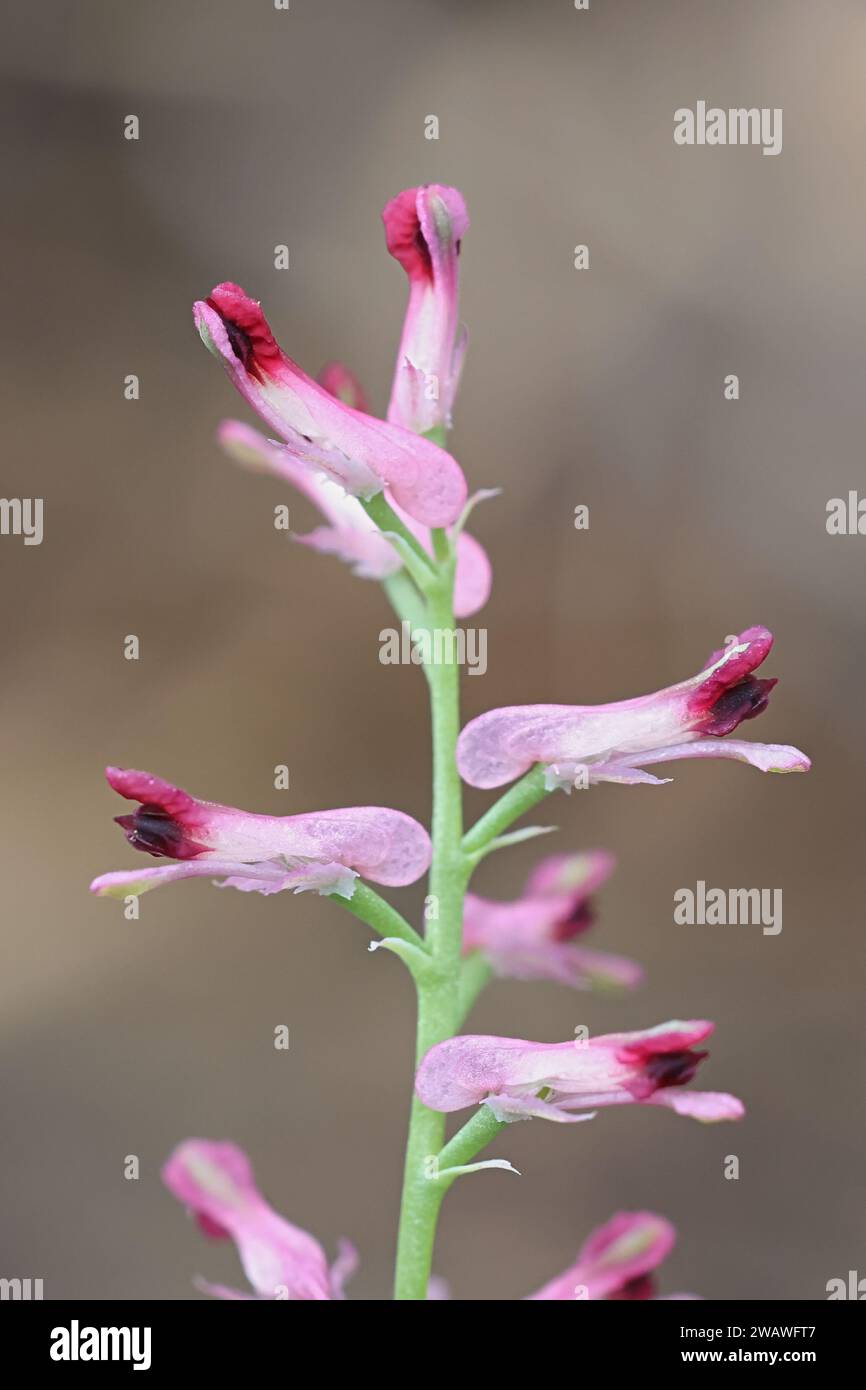 Fumaria officinalis, allgemein bekannt als Erdrauch oder Fumitory, wild blühende Pflanze aus Finnland Stockfoto