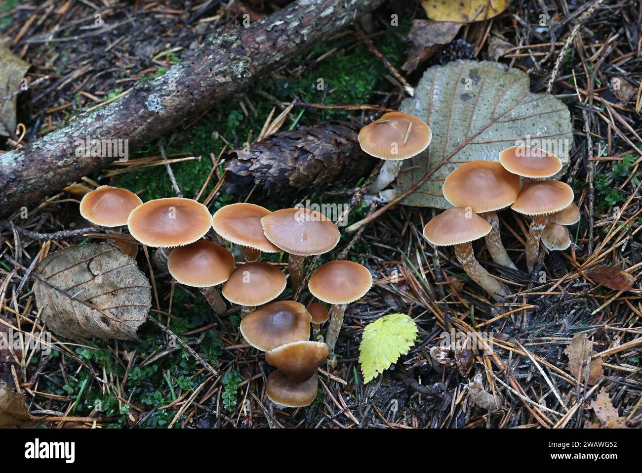 Cortinarius obtusus coll., ein Pilz aus Finnland, kein gebräuchlicher englischer Name Stockfoto