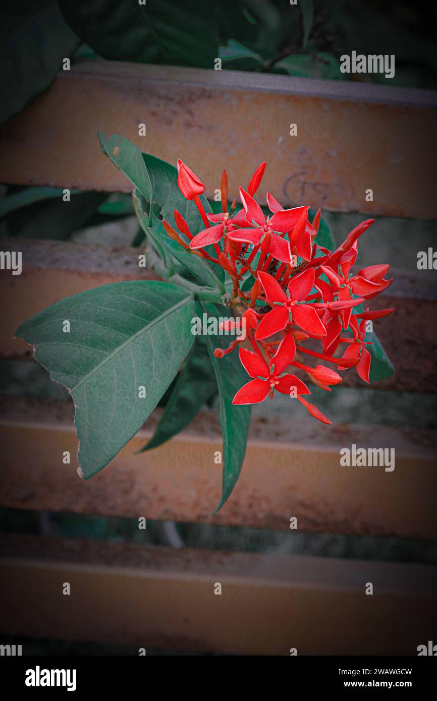 Rote Rosen sind die häufigste Blume, die man als romantische Geste senden kann, wobei eine einzelne Rose die Liebe auf den ersten Blick symbolisiert. Tulpen sind auch ein beliebtes Choi Stockfoto