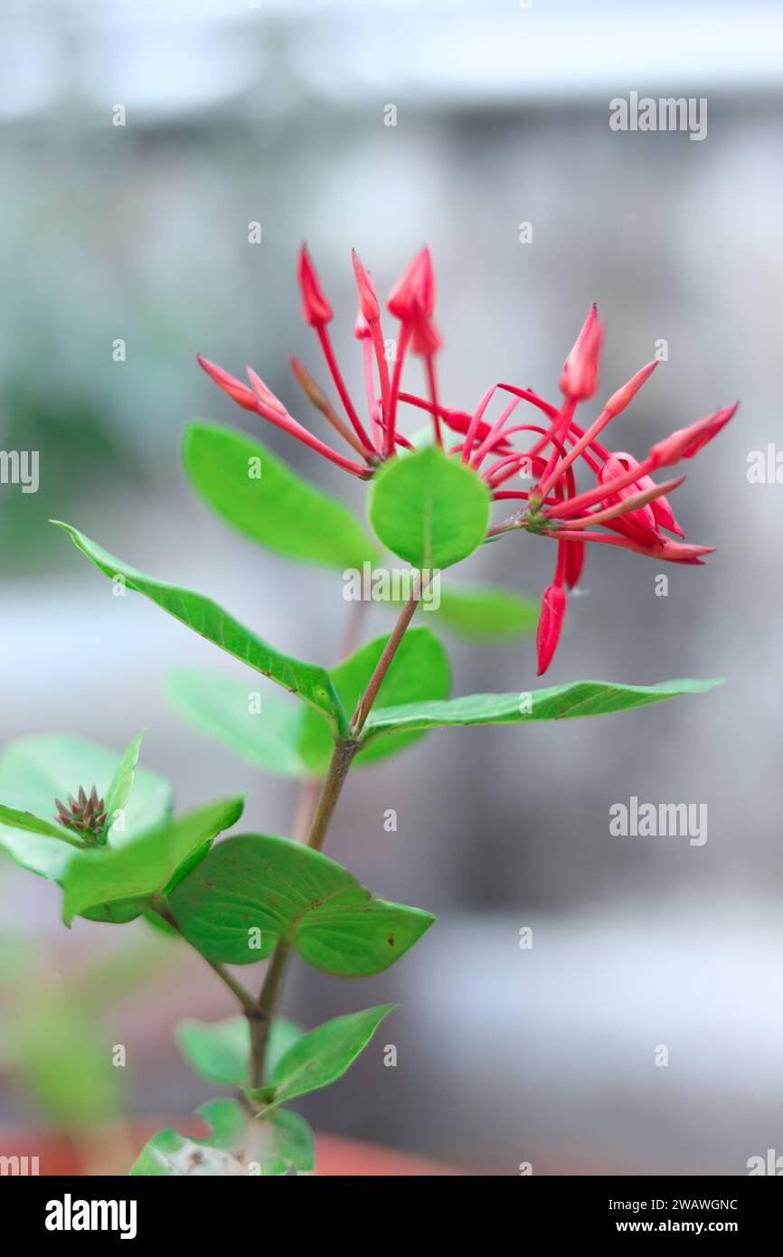Rote Rosen sind die häufigste Blume, die man als romantische Geste senden kann, wobei eine einzelne Rose die Liebe auf den ersten Blick symbolisiert. Tulpen sind auch ein beliebtes Choi Stockfoto