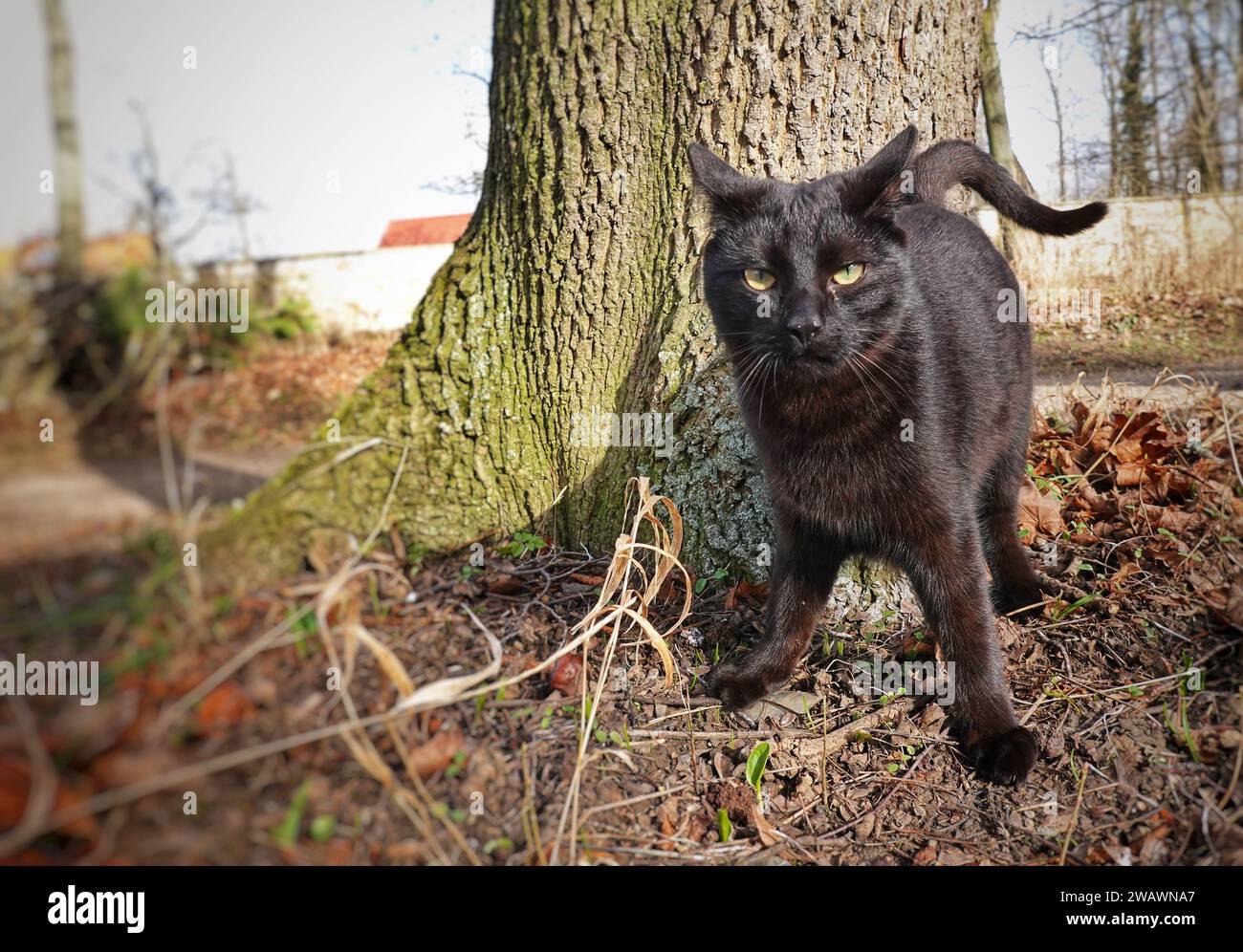 21. Februar 2020, Thüringen, Erfurt/OT Molsdorf: Eine schwarze Katze steht an einem Baum im Park der Burg Molsdorf. Foto: Soeren Stache/dpa Stockfoto