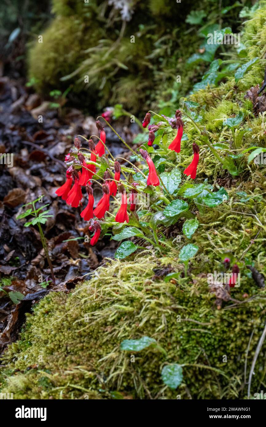 Wasserfallpflanze (Ourisia ruelloides), Los Glaciers National Park, Argentinien Stockfoto